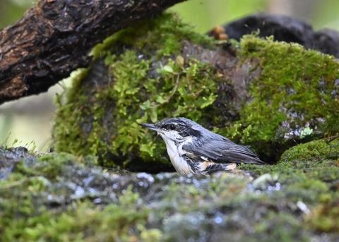 ゴジュウカラ4168