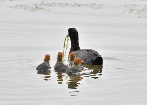 オオバン親子8318