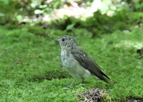 オオルリ♀5295