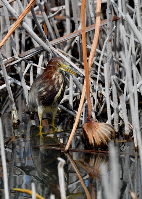 アカガシラサギ1189