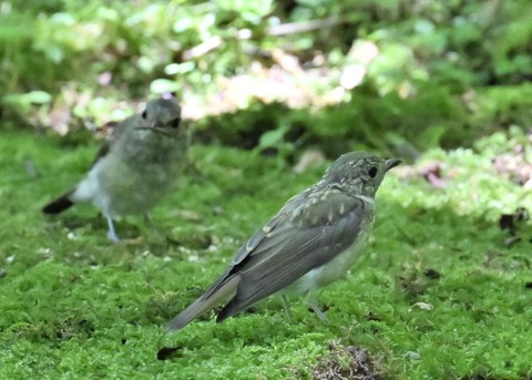 オオルリ♀5193