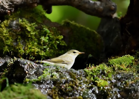 メボソムシクイ0700