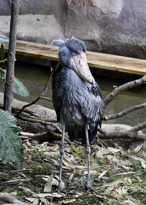 ハシビロコウ♀2667