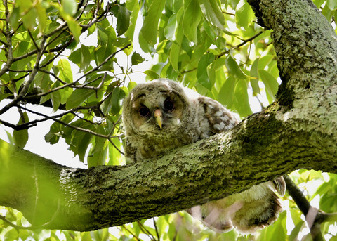 フクロウのヒナ②2622