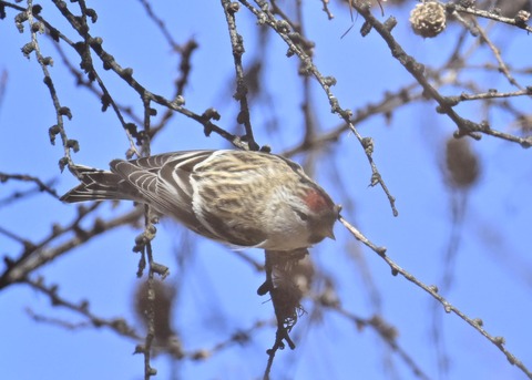 ベニヒワ♀5514