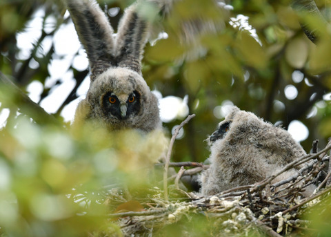 トラフズクのヒナ③④6889