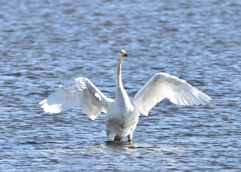 オオハクチョウ1550