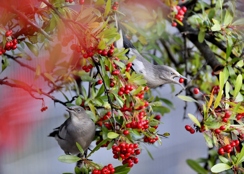 カラムクドリ1314