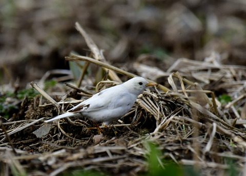 タヒバリ(白化)6585