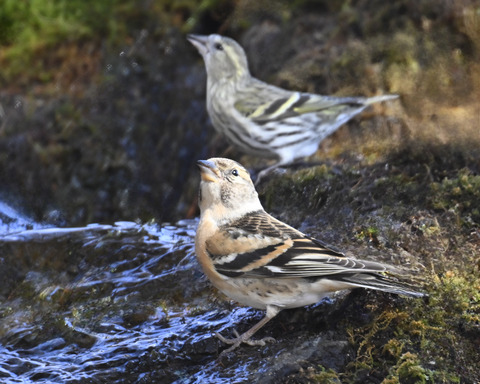 アトリ♀6586