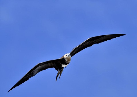 オオグンカンドリ4755