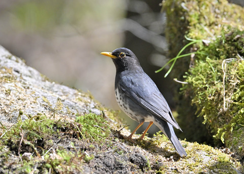クロツグミ♂5791