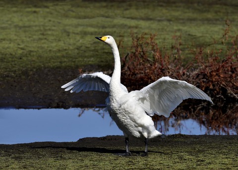 オオハクチョウ7974