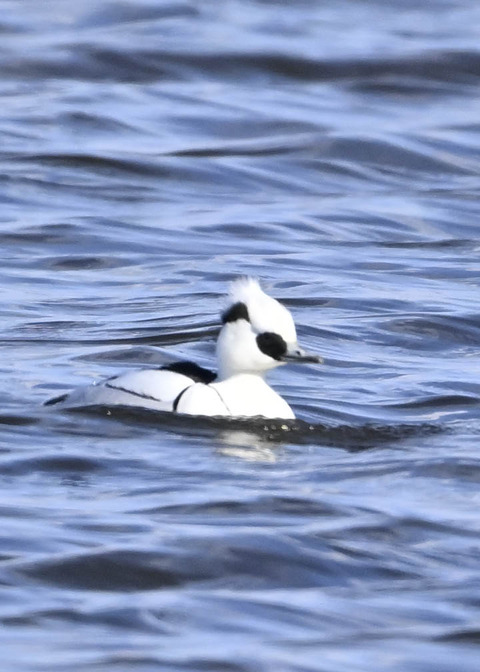 ミコアイサ♂9080