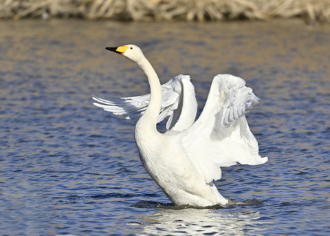 オオハクチョウ7668