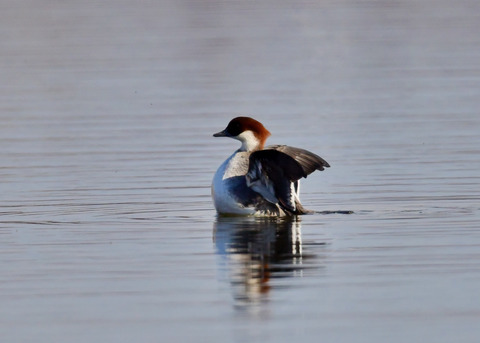 ミコアイサ♀9081