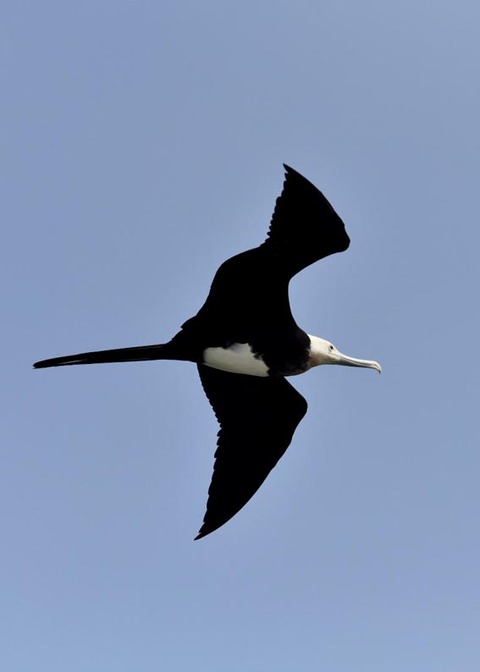 オオグンカンドリB4663