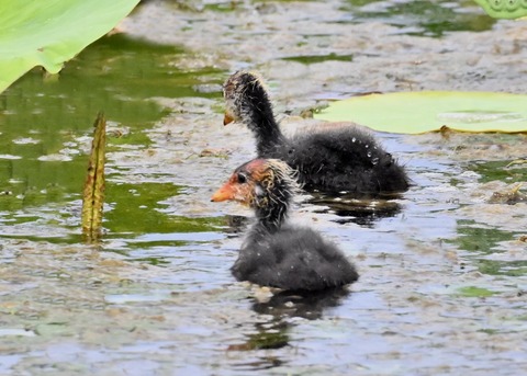 オオバンのヒナ1371