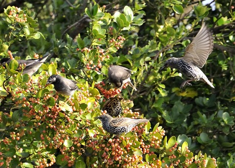 ホシムクドリ7070-01◎