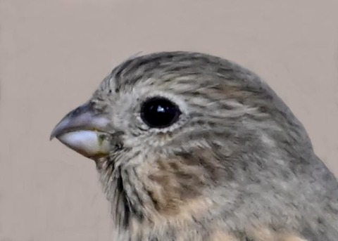 ベニマシコ♀0003