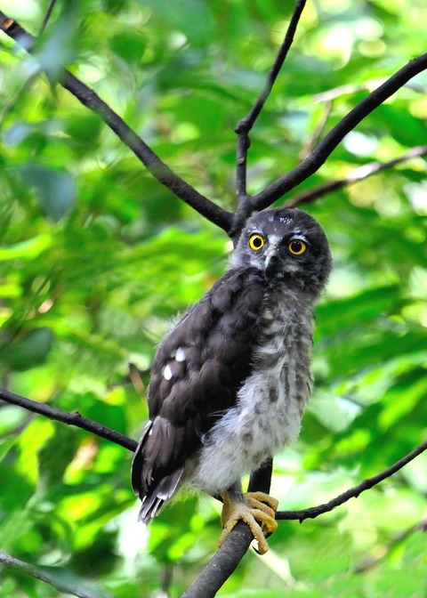 アオバズクのヒナ7326