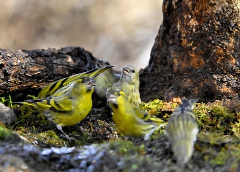 マヒワの群れ1983