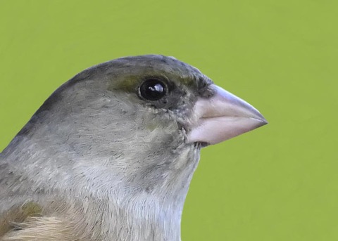 オオカワラヒワ7003