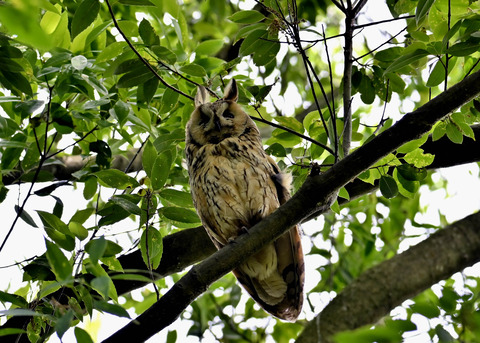 トラフズク♂2353