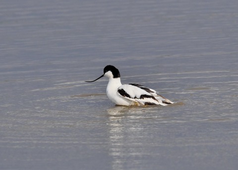 ソリハシセイタカシギ7012