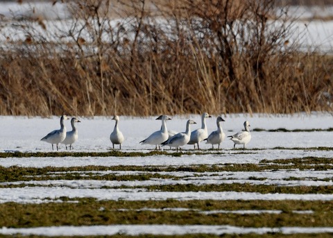 ハクガン8537 - コピー