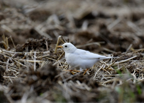 タヒバリ(白化)6436