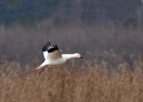 ハクガン6668 - コピー