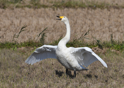 オオハクチョウ4394