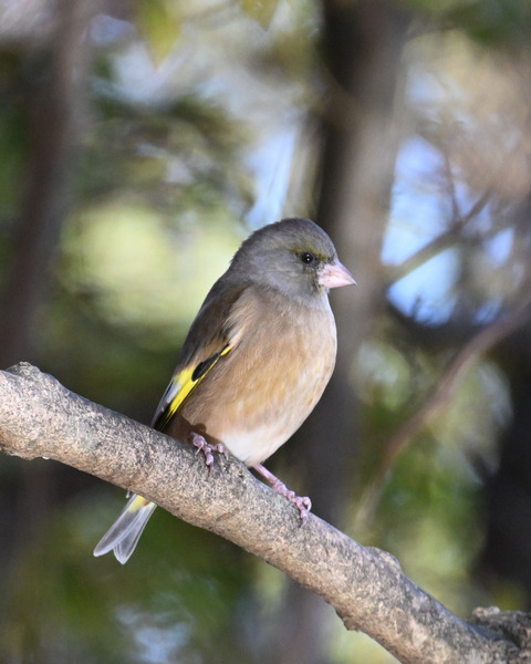 オオカワラヒワ7491