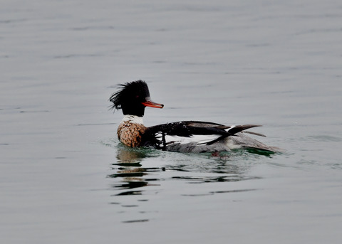 ウミアイサ♂6176