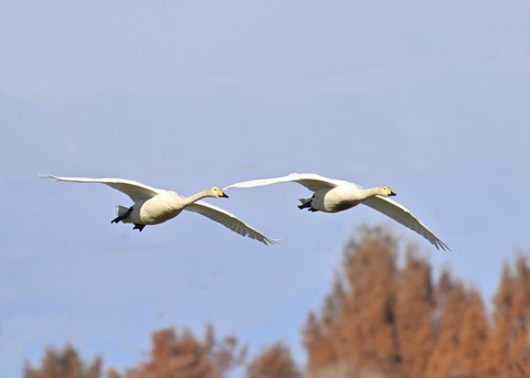 オオハクチョウ2168