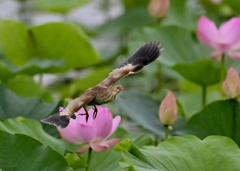 ヨシゴイ♀1206