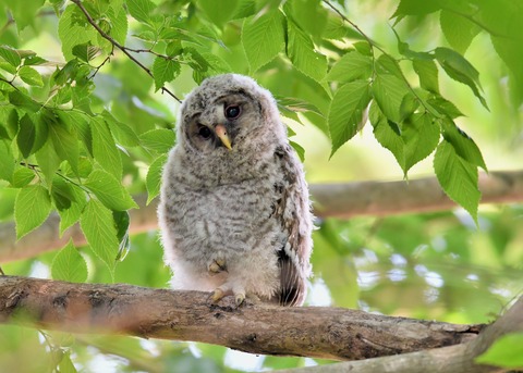 フクロウのヒナ6799
