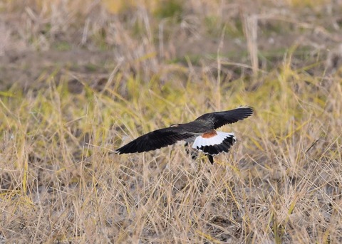 飛ぶ・タゲリ0783