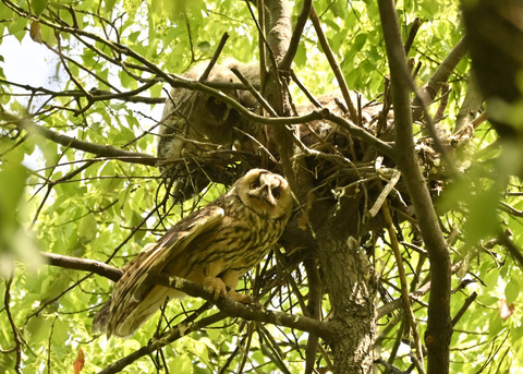 トラフズク♀2605