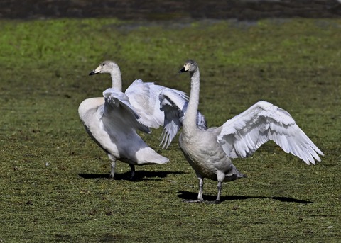 オオハクチョウ幼鳥3888