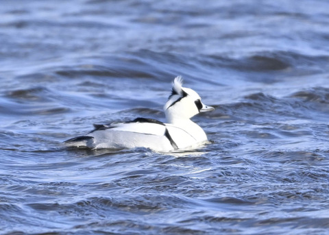 ミコアイサ♂9095