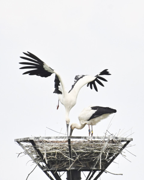 コウノトリのペアー0014