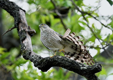 ツミ♀8303