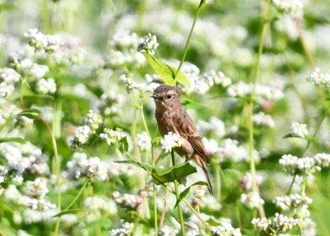 ノビタキ♀0208
