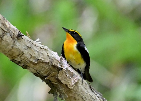 キビタキ成鳥♂6081