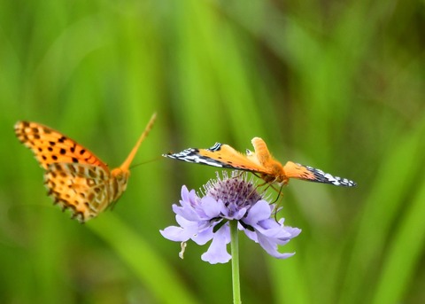 ツマグロヒョウモン2973