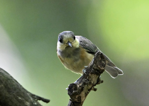 ヤマガラ幼鳥2505