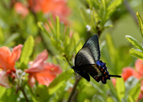 ミヤマカラスアゲハ8316