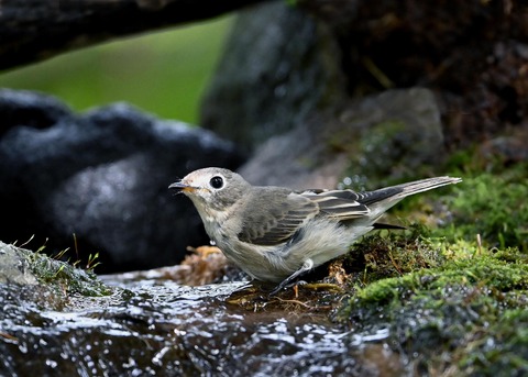 コサメビタキ1713